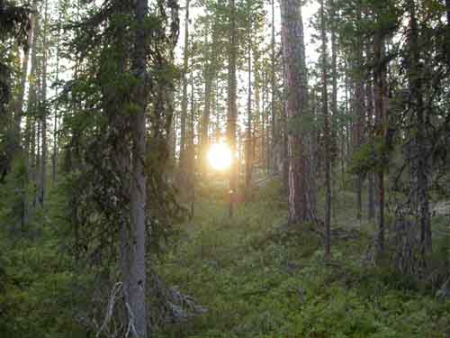 Slovensko je jedna z najlesnatejších krajín v Európe (40 %)